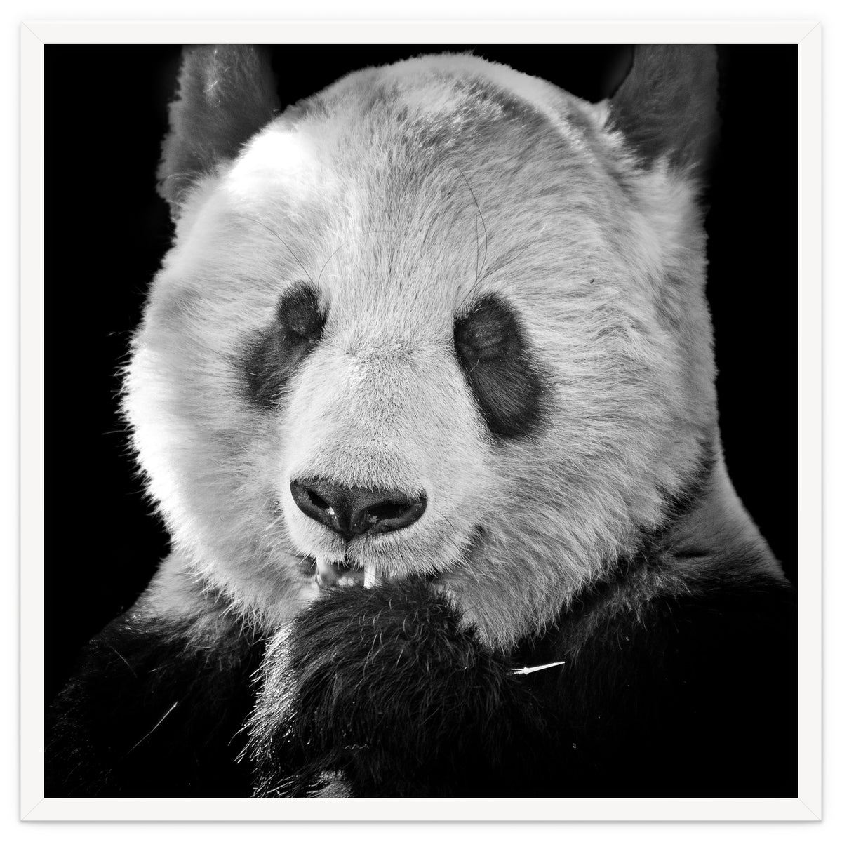 Great Panda