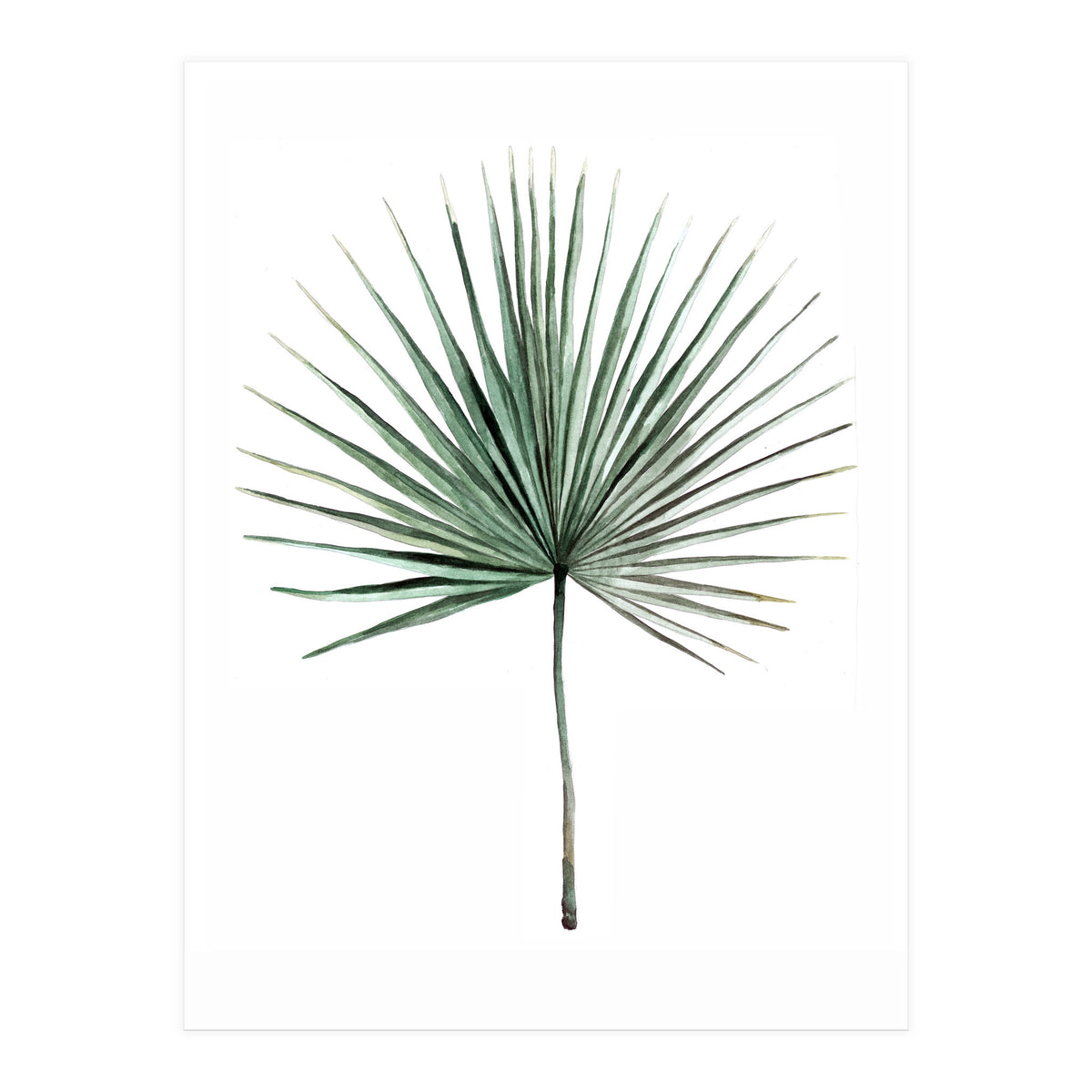 Botanical Illustration Fanpalm (Print Only)
