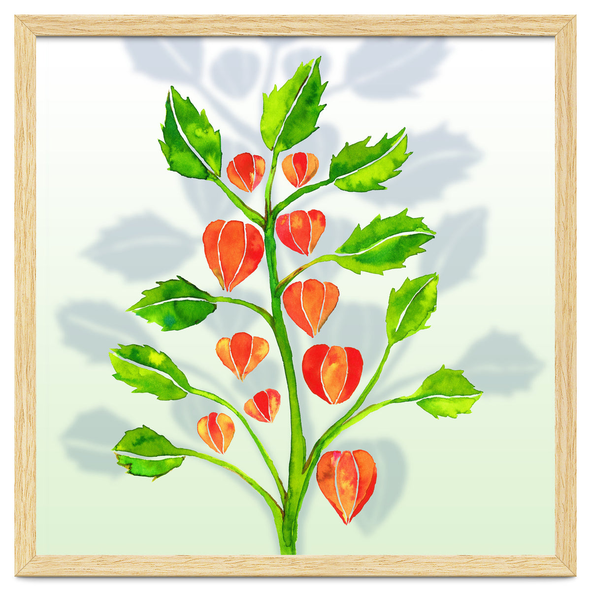 Physalis
