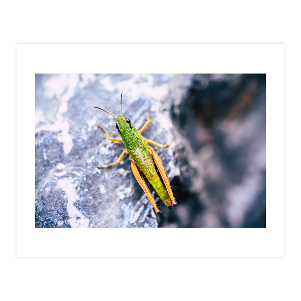 Acid Green (Print Only)