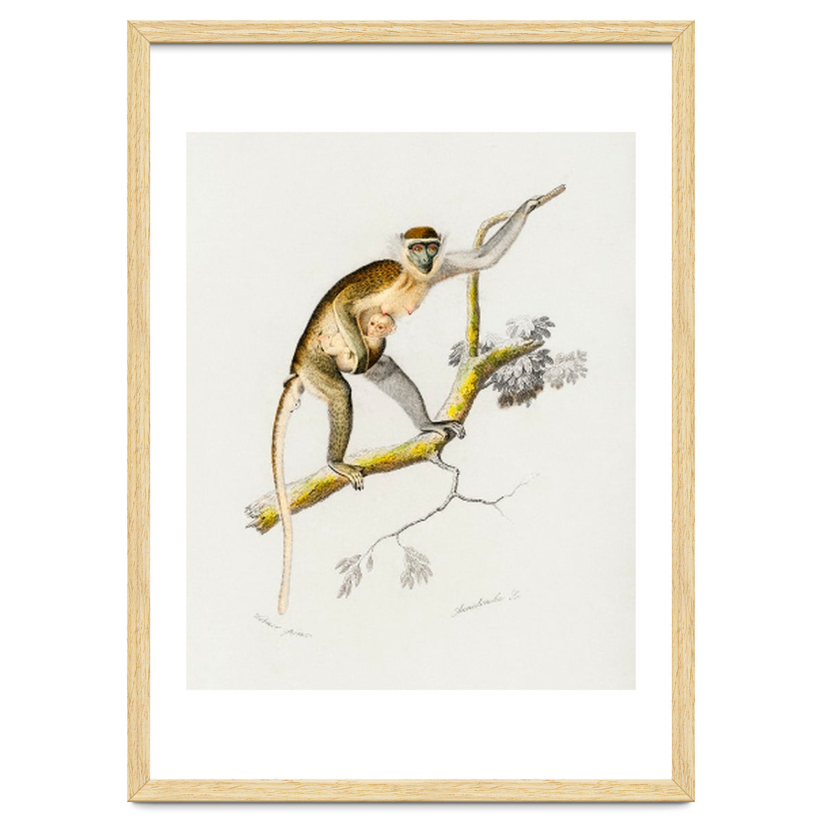 Cercopithecus griseus illustrated