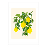 Sunny Lemons (Print Only) thumbnail