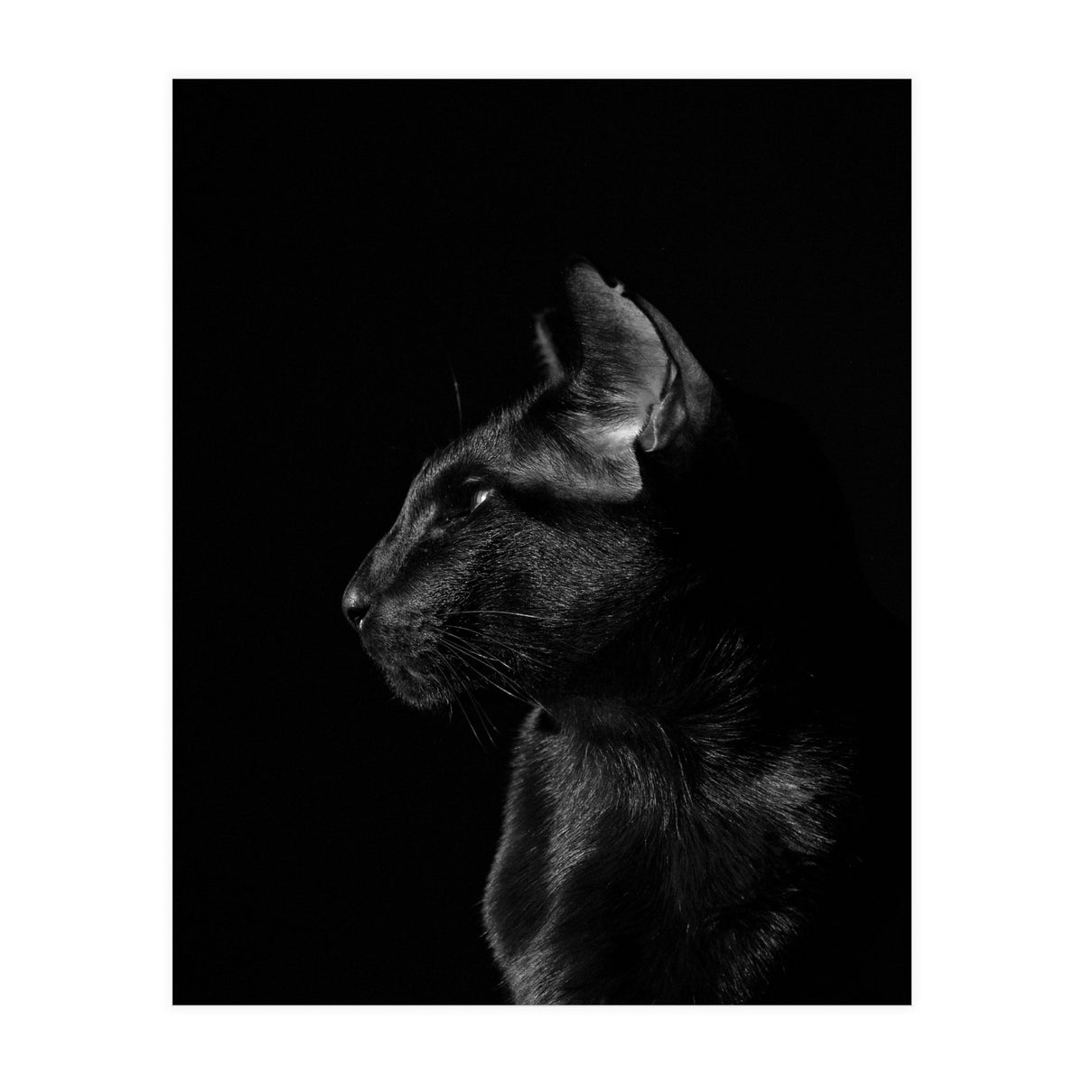 Black Cat (Print Only)