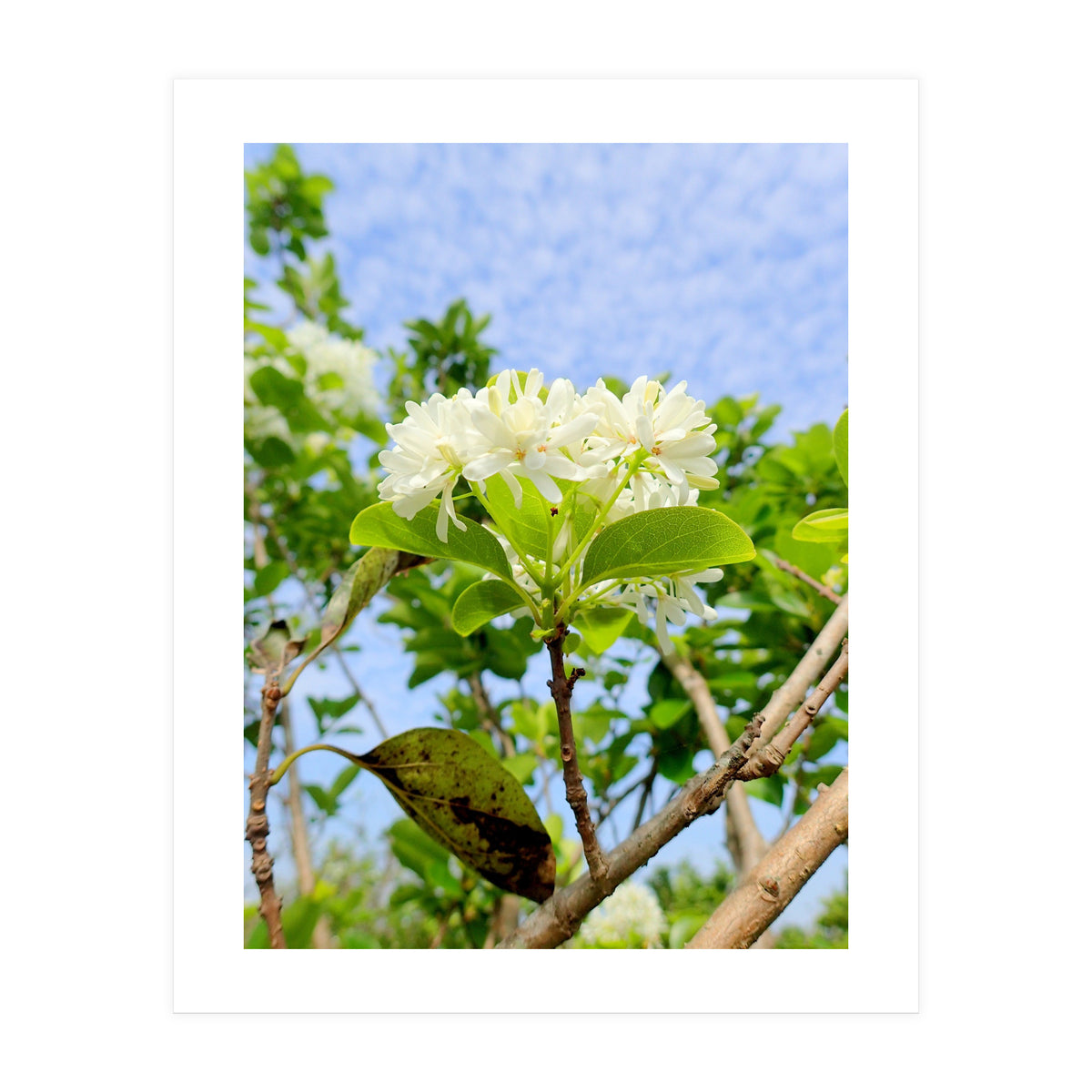 Glowing  (Print Only)