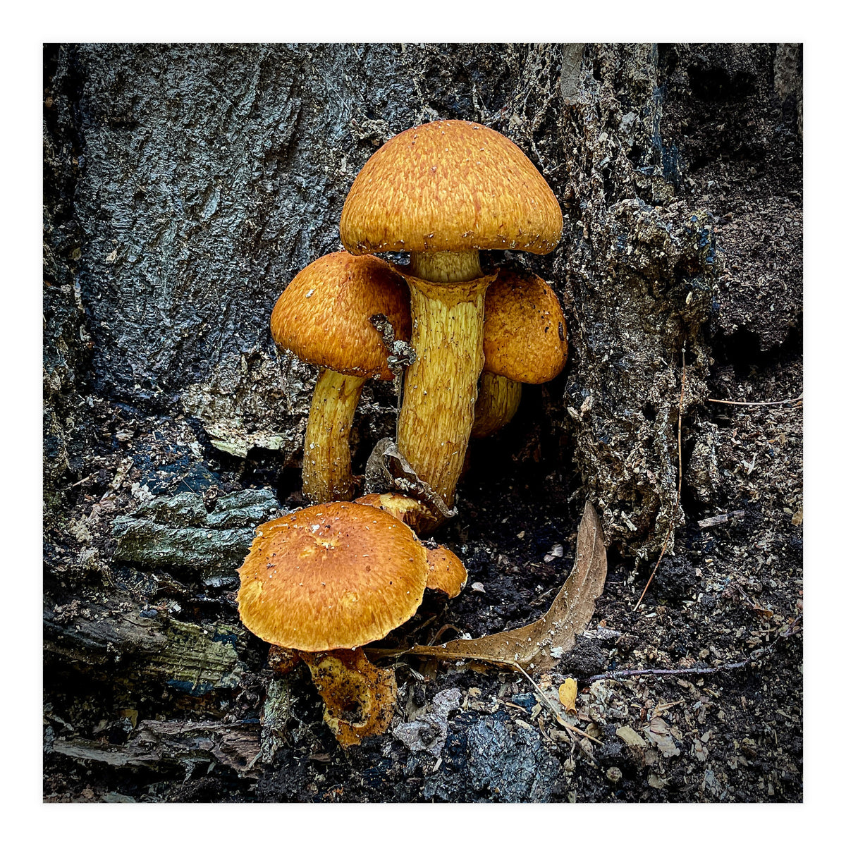 Tree Fungi  (Print Only)