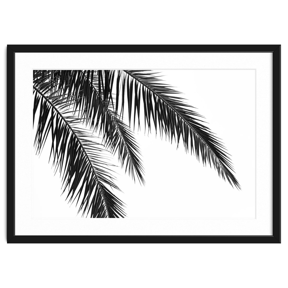 Palm Leaves