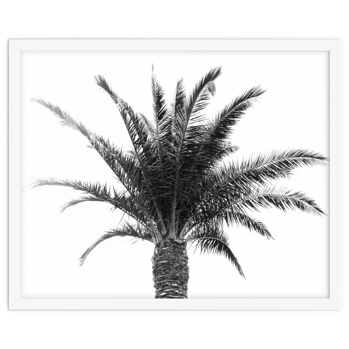 Palm Tree