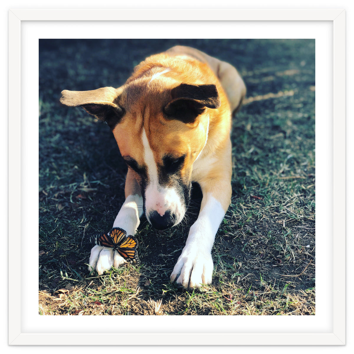 Cooper With Butterfly