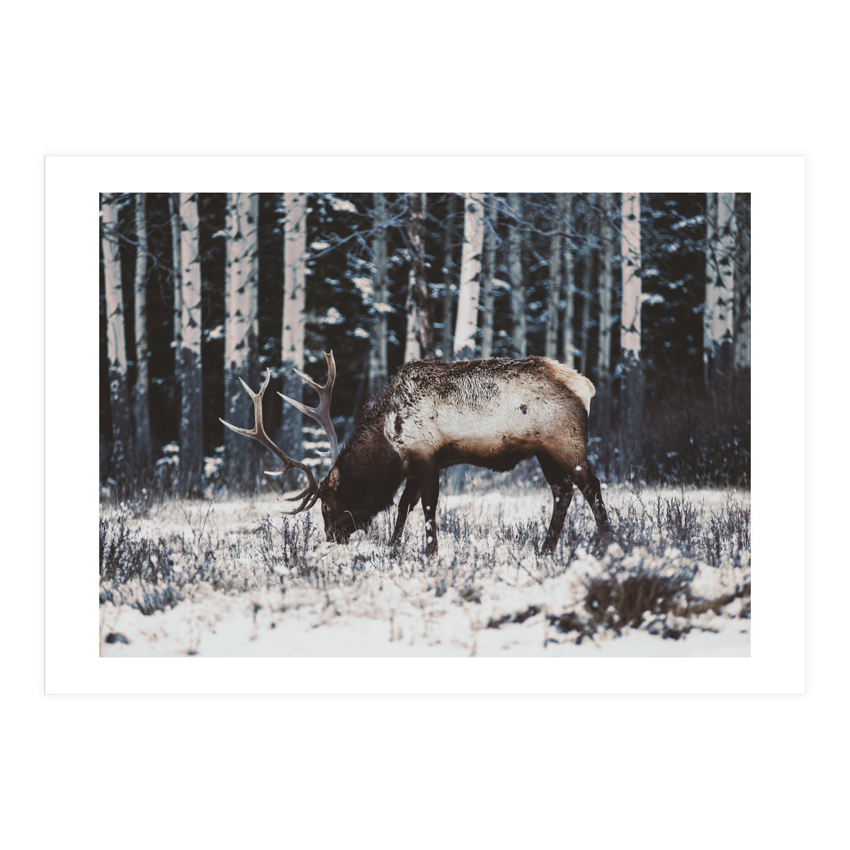 animal print (Print Only)