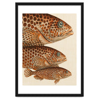 Fish Classic Designs 6