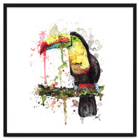 Toucan - Wildlife Collection