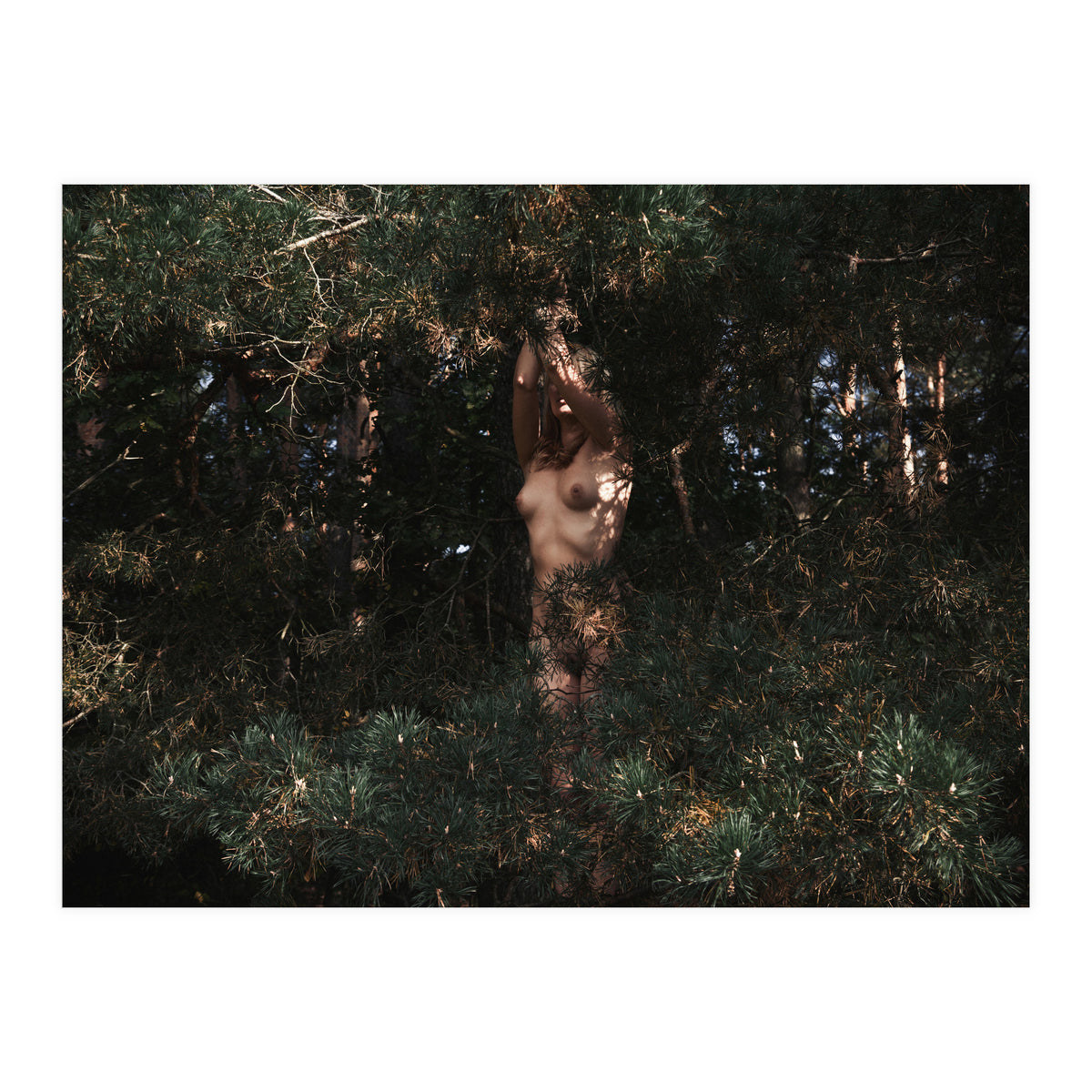 Wild Wild Woods (Print Only)