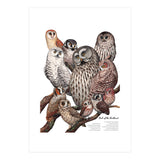 Owls Of The Northeast (Print Only) thumbnail