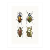 Cc Insects 09 (Print Only) thumbnail