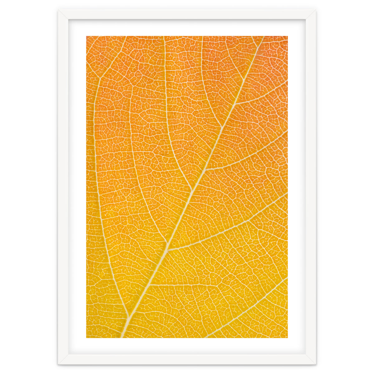Autumn Leaf