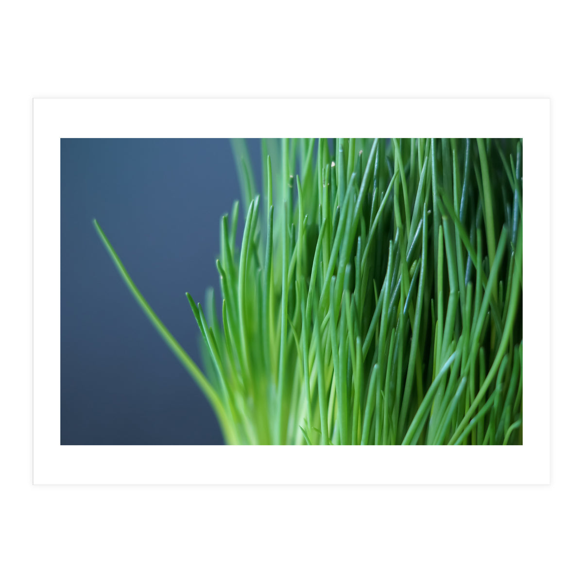 Chives (Print Only)