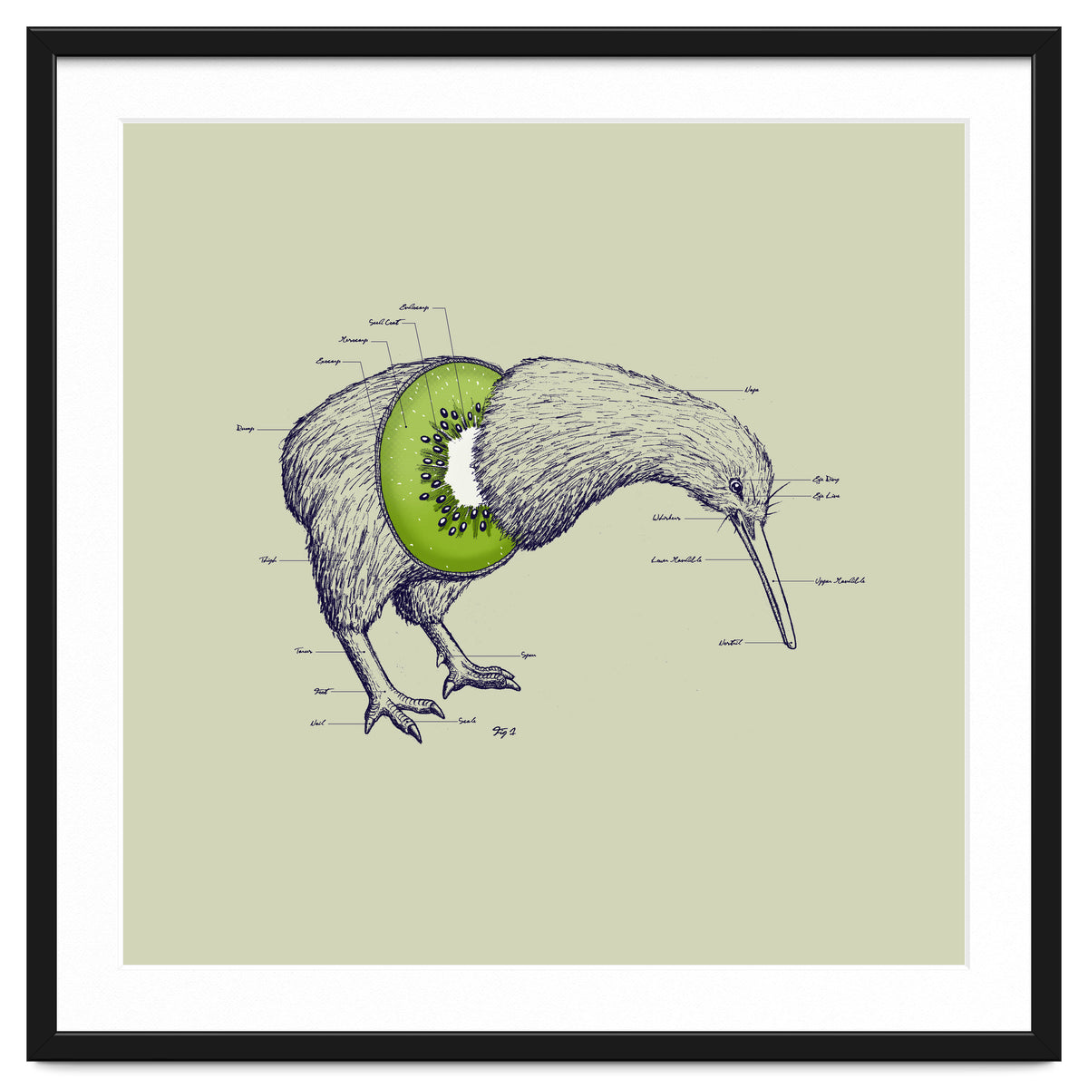 Kiwi Anatomy