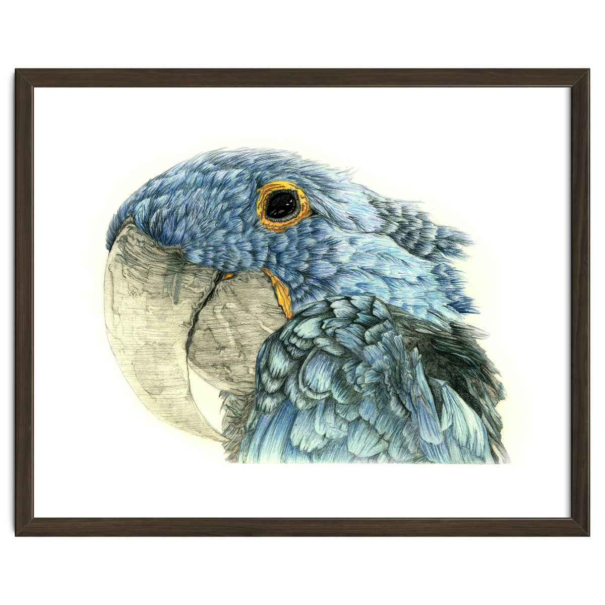Blue Parrot
