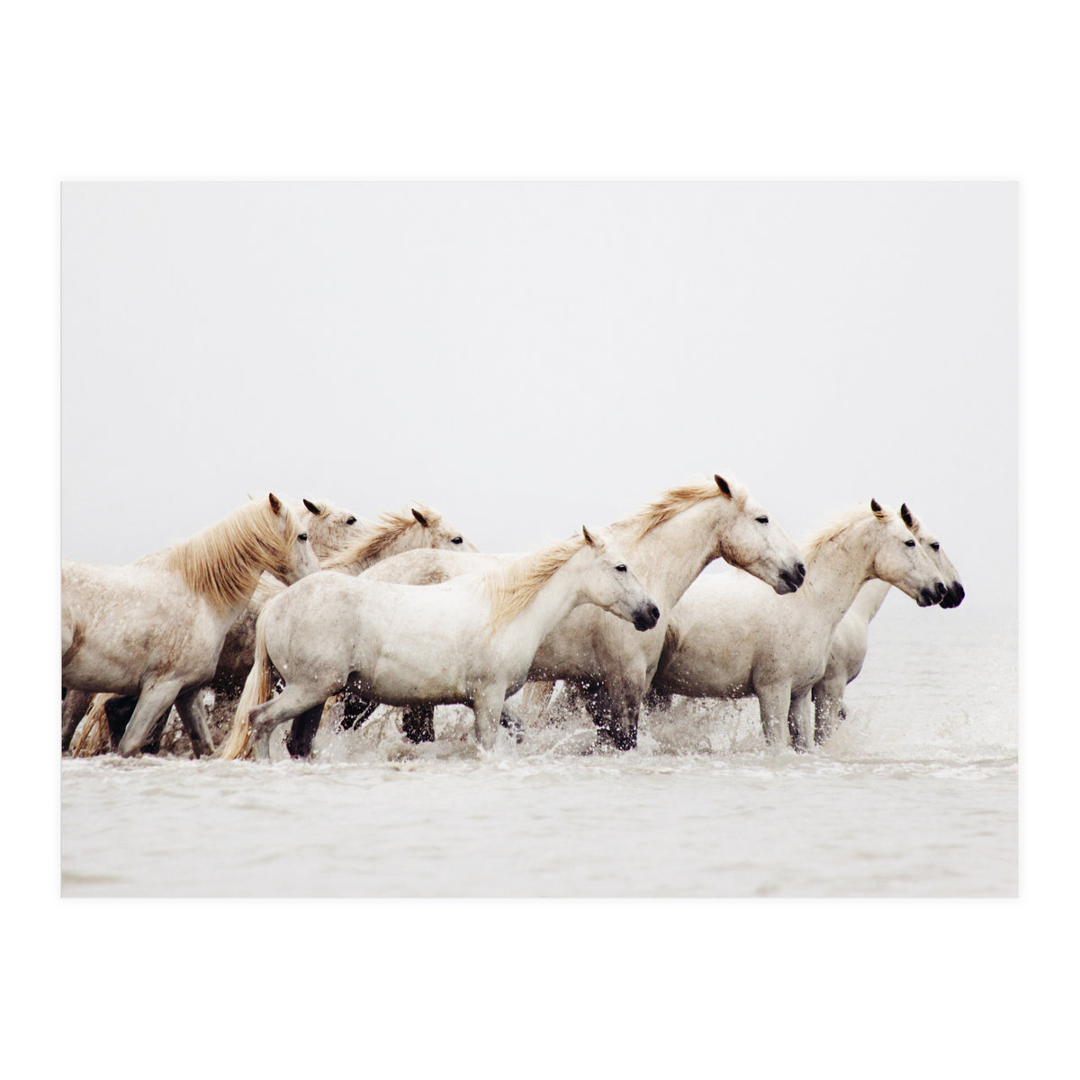 White Horses - Nature Photography (Print Only)