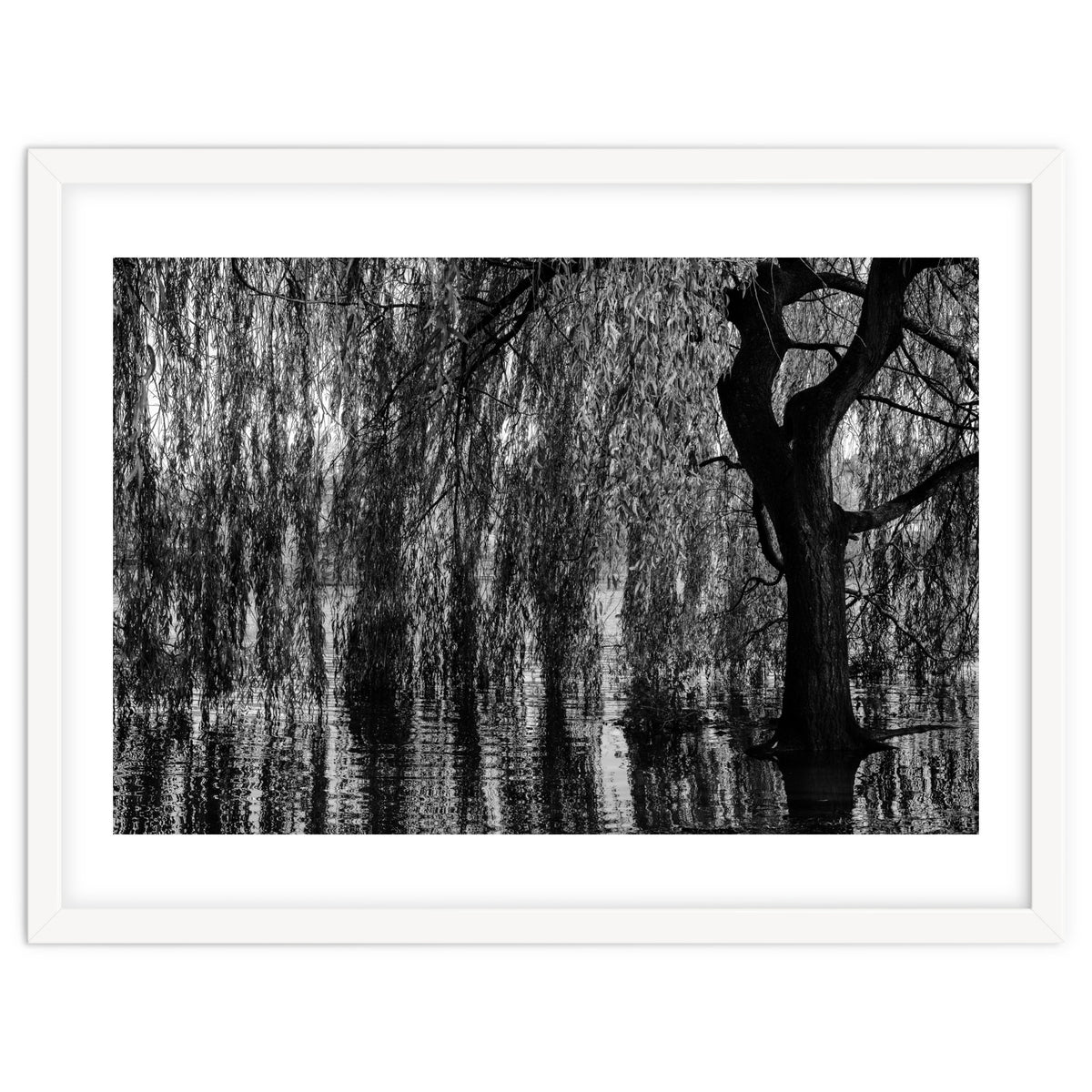 Weeping Willow