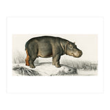 Hippopotamus illustrated (Print Only) thumbnail