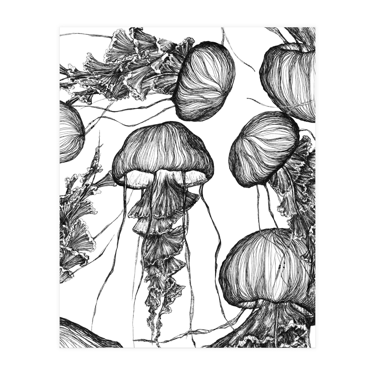 jellyfish (Print Only)