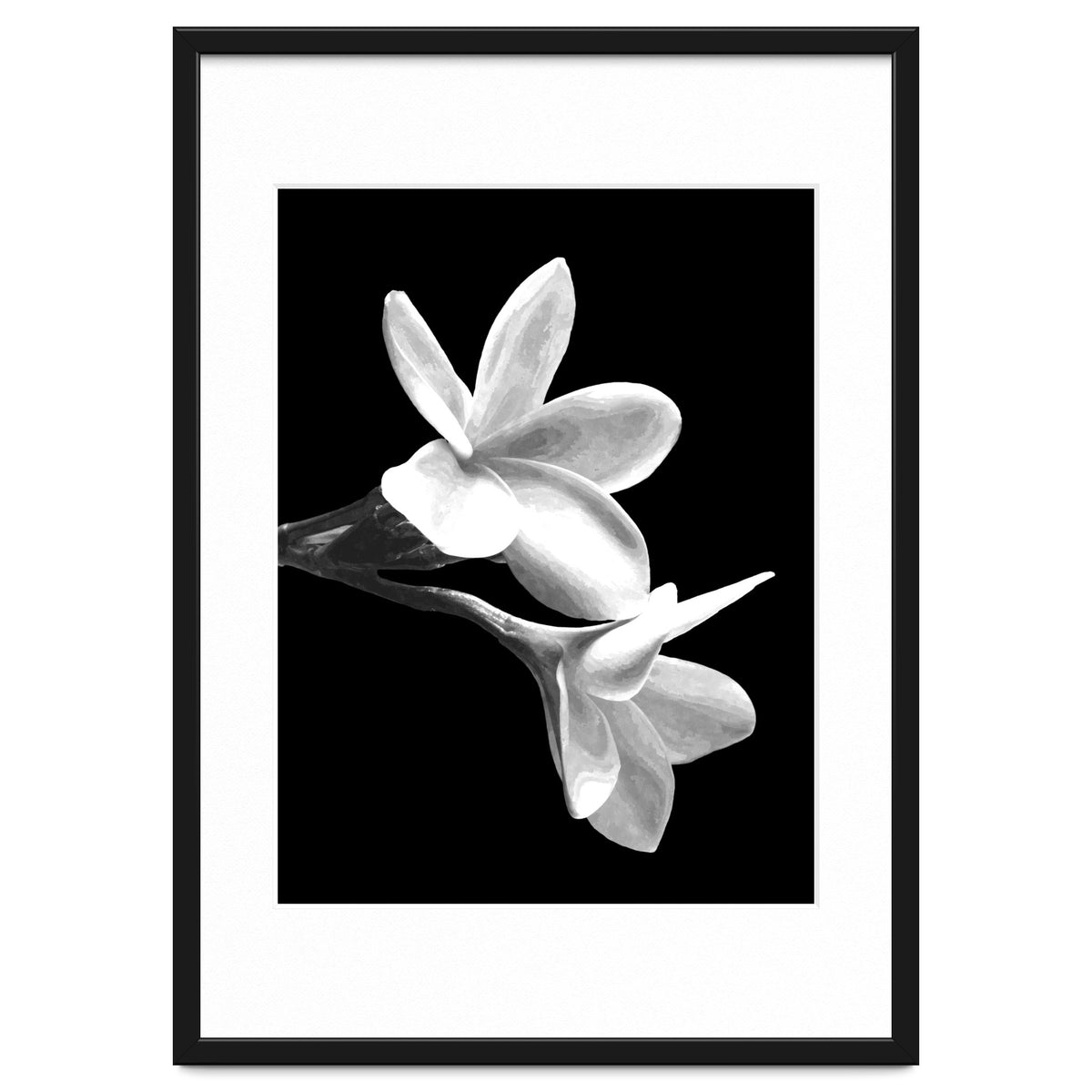 Black and White Flowers