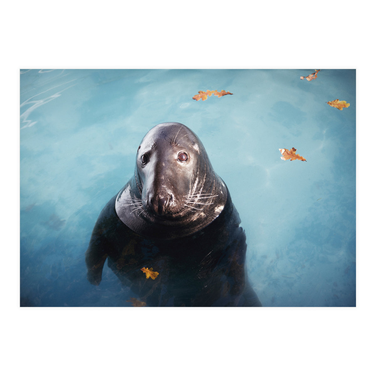 Woop Woop Woop (Print Only)