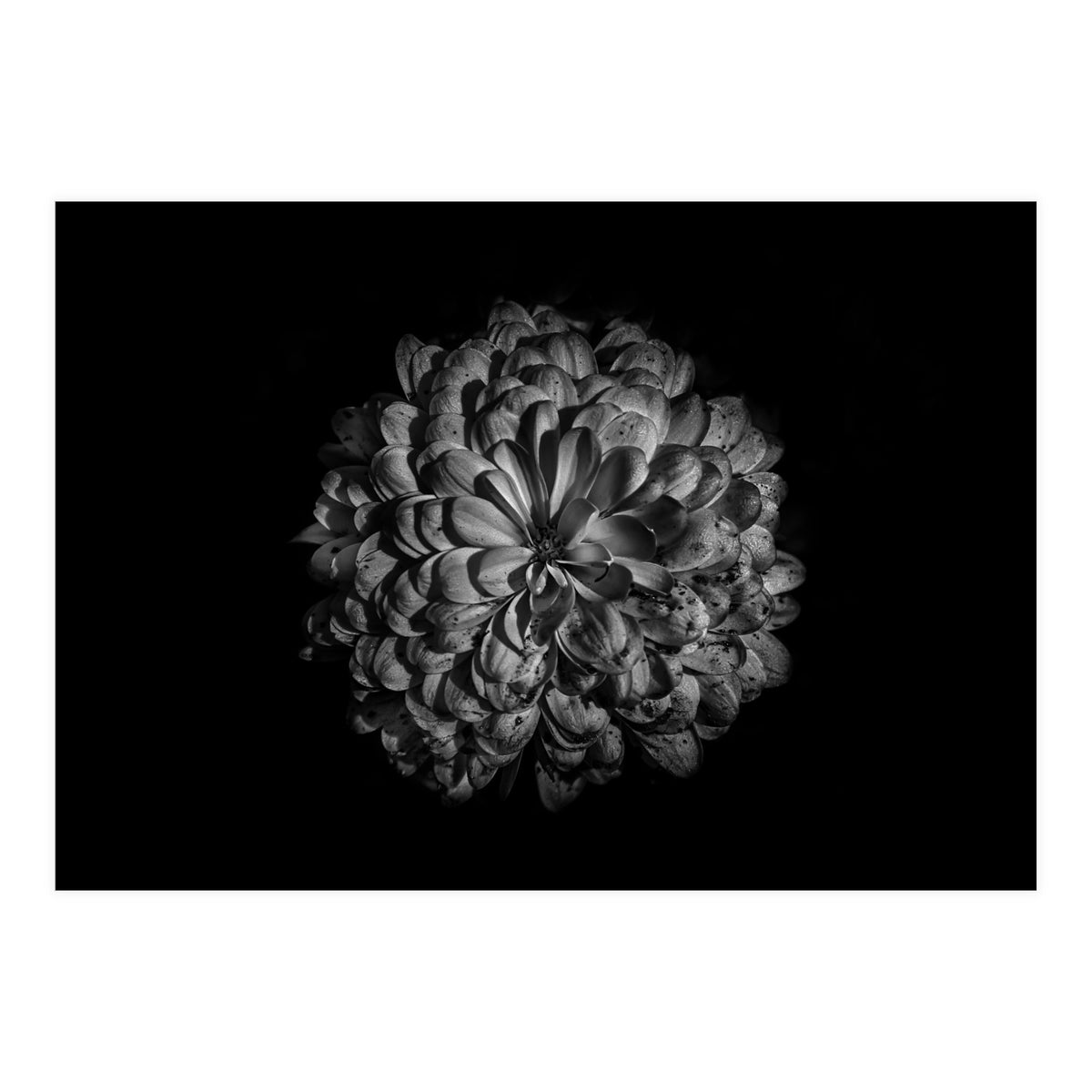 Backyard Flowers In Black And White 48 (Print Only)