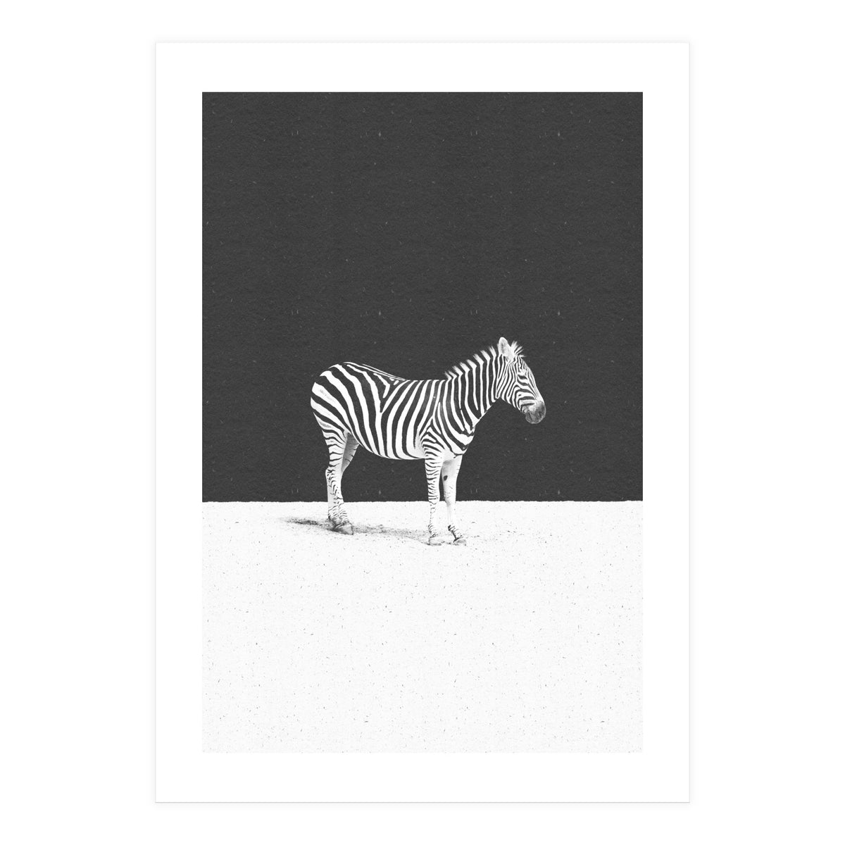 CAMOUFLAGE (Print Only)