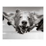 Bear Skin (Print Only) thumbnail