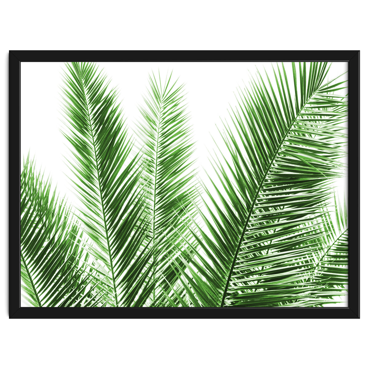 Palm Leaves