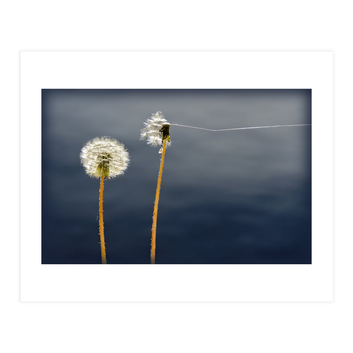 Common dandelions (Print Only)