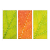 Autumn Leaves (Print Only) thumbnail