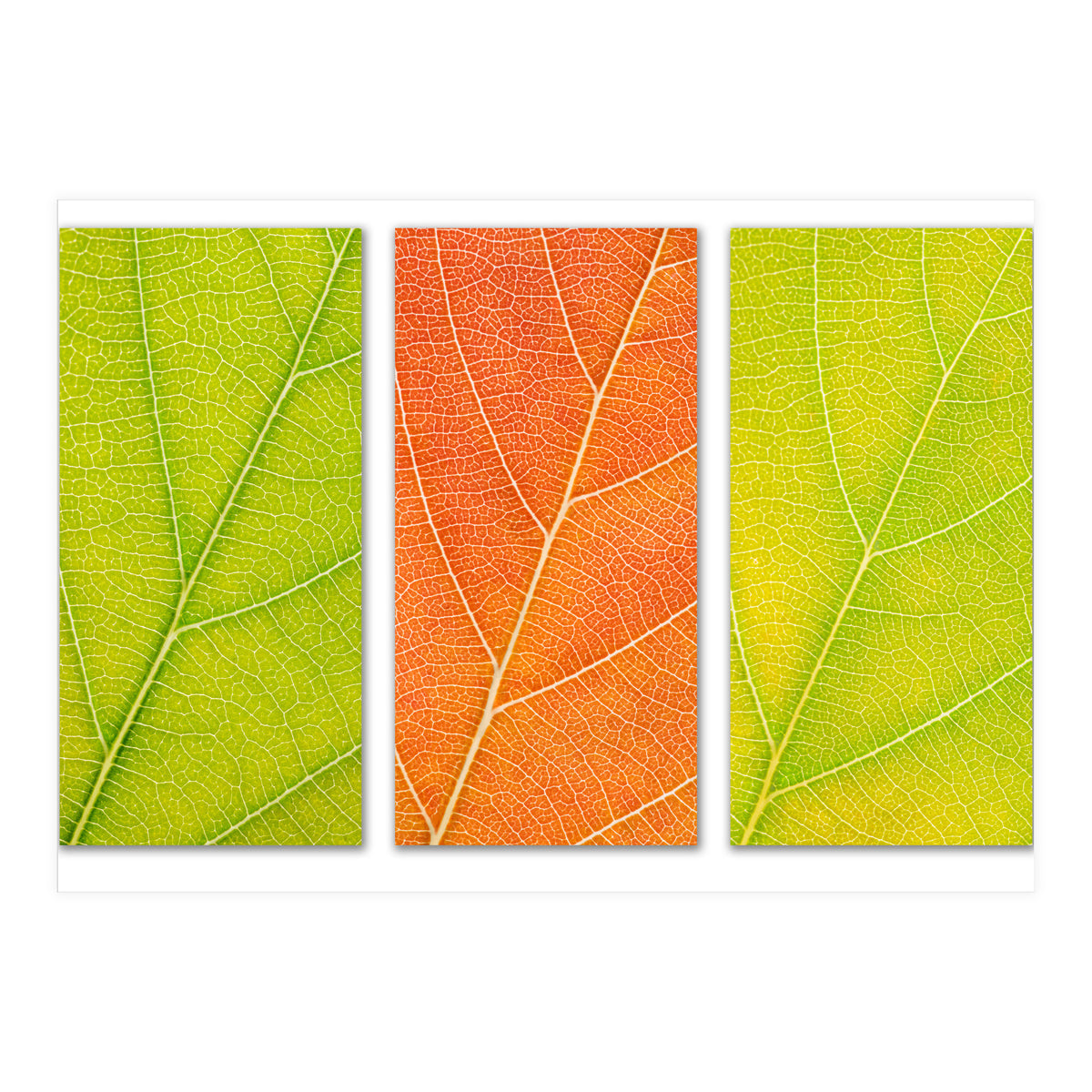 Autumn Leaves (Print Only)