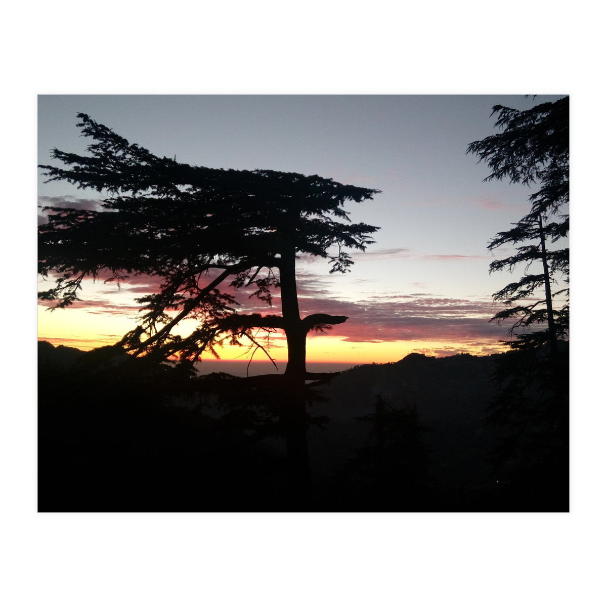 Sunset Tree (Print Only)