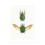 Cc Insects 02 (Print Only) thumbnail