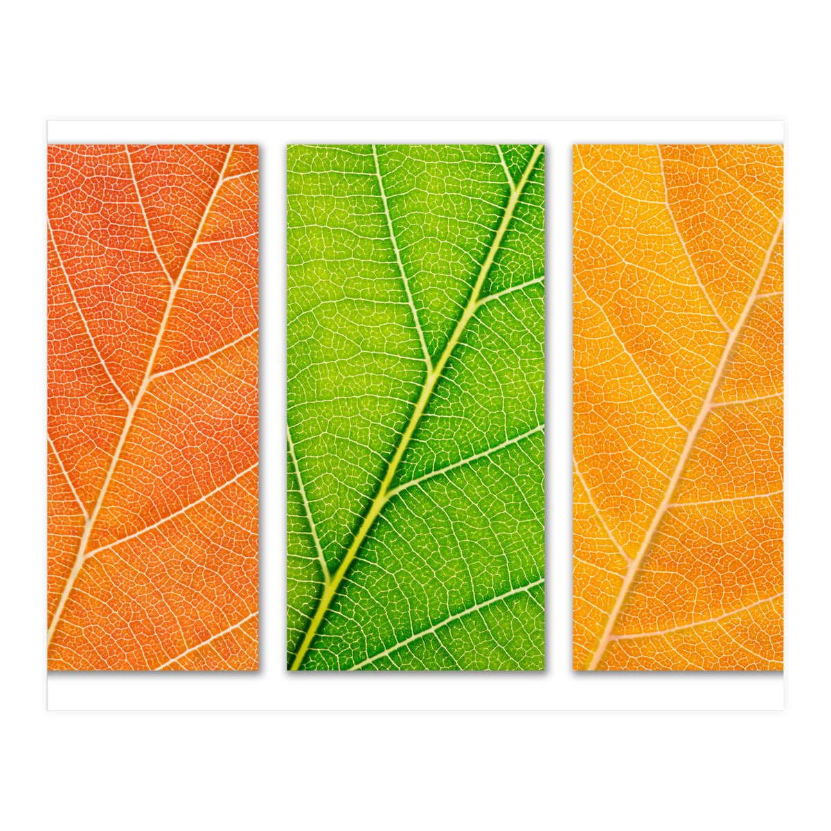 Autumn Leaves (Print Only)