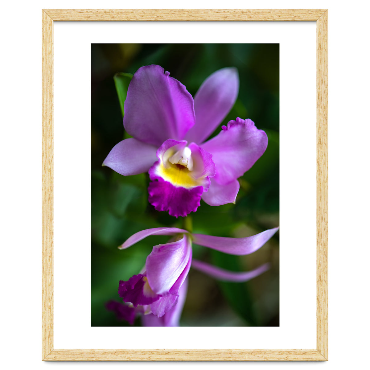 Cattleya Orchidee