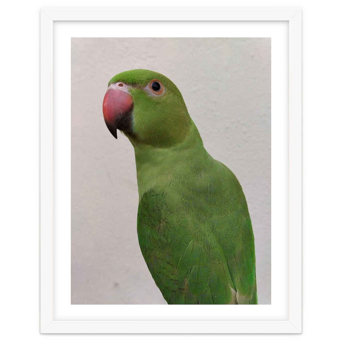 Cute Indian Parakeet