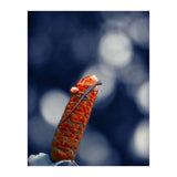 Red Ginger Flower (Print Only) thumbnail