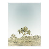 Vintage Joshua Tree  (Print Only) thumbnail