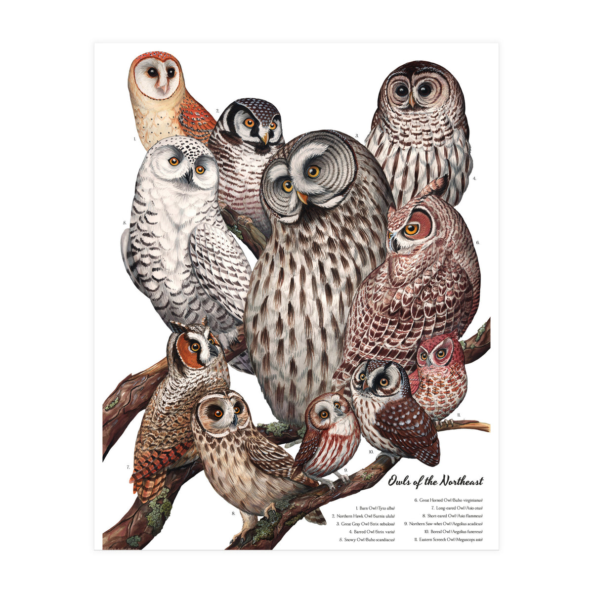 Owls Of The Northeast (Print Only)