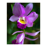 Cattleya Orchidee (Print Only) thumbnail