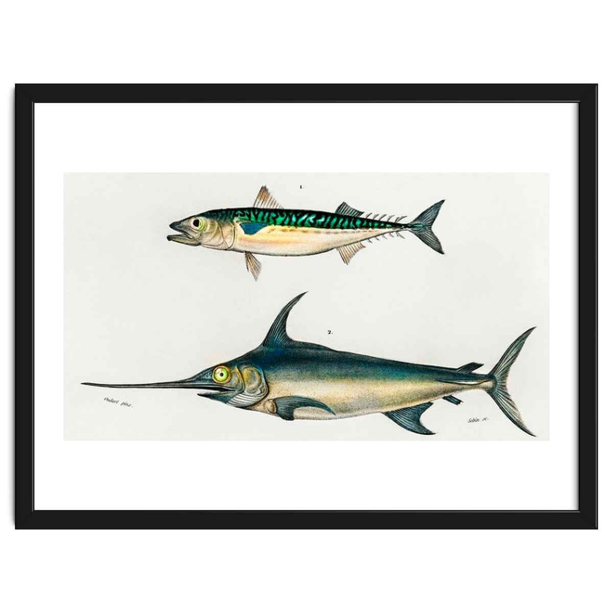 Different types of fishes illustrated