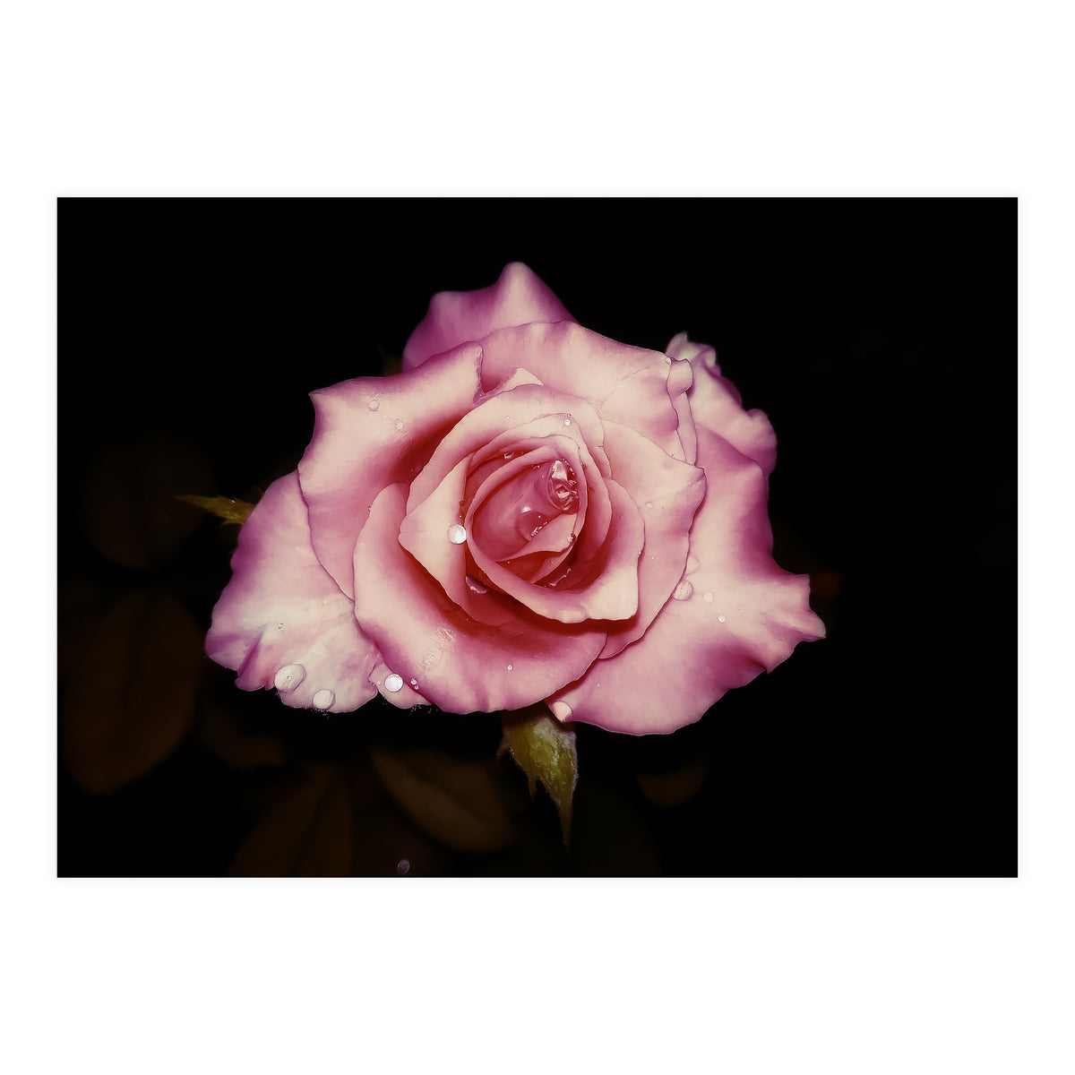 Satin Rose (Print Only)