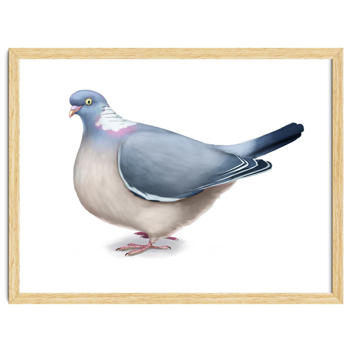 Wood Pigeon