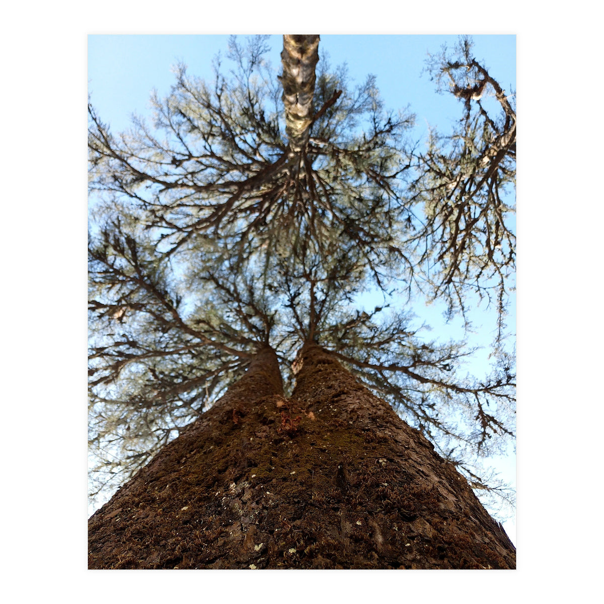 Ataraxia - Tree Series 2 (Print Only)