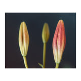 Triplets (Print Only) thumbnail