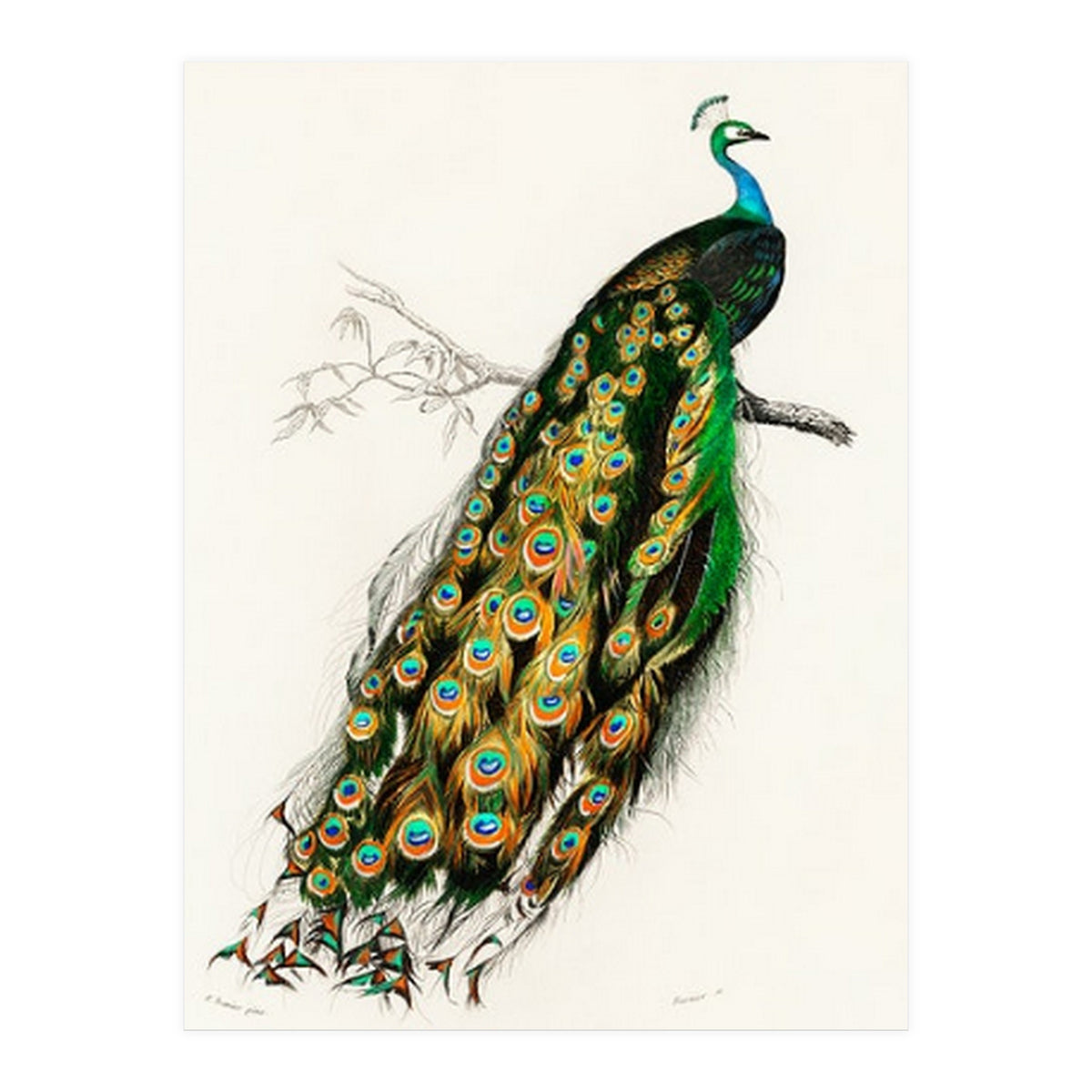 Indian peafowl illustrated (Print Only)